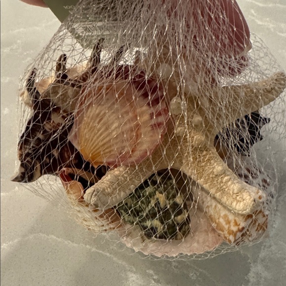 Mixed Shells 🐚 - Picture 3 of 4